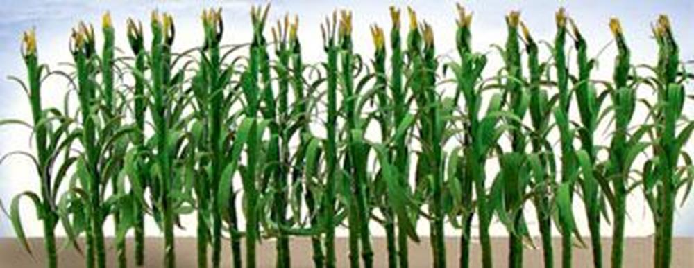 JTT Scenery 95552 CornStalks 25mm(36)repl95511