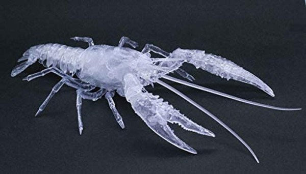 Fujimi 171005 Biology Research 24EX-2: Procambarus Clarkii (Crayfish) Snap Kit - Clear