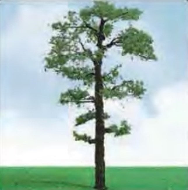 JTT Scenery 92212 Scot Pine Trees 50- 57mm (3)